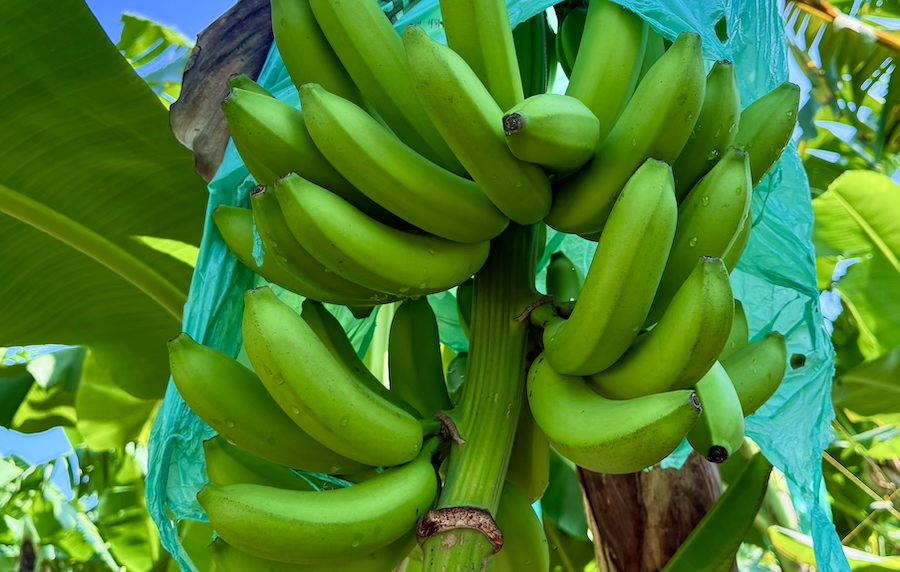 Industria bananera de Colombia pide precios justos y refuerzo de la seguridad ante aumento de la violencia 3 Industria bananera de Colombia pide precios justos y refuerzo de la seguridad ante aumento de la violencia