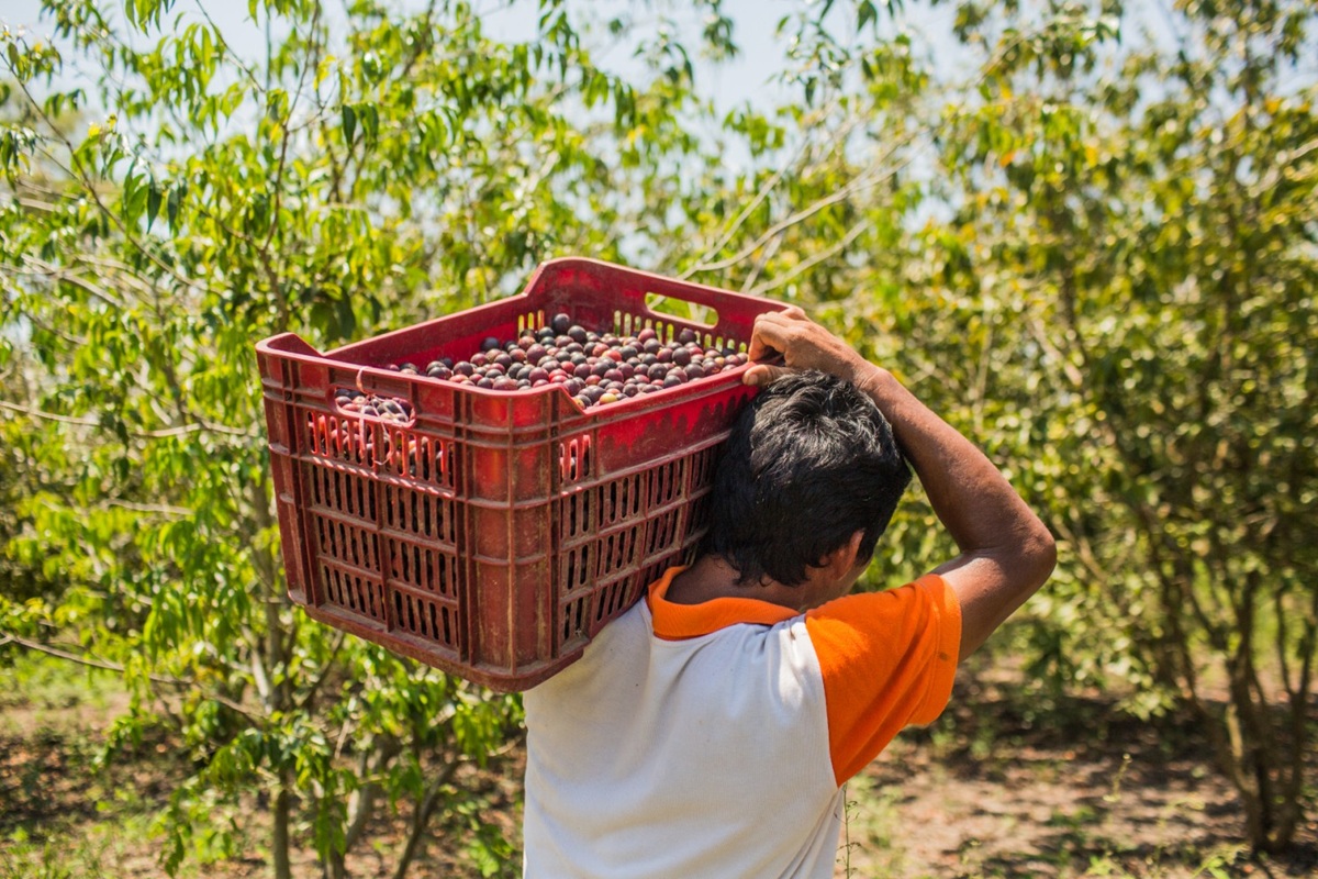 Camu camu peruano busca consolidar su liderazgo global con mayor valor agregado y enfoque en biocomercio 2 Camu camu peruano busca consolidar su liderazgo global con mayor valor agregado y enfoque en biocomercio