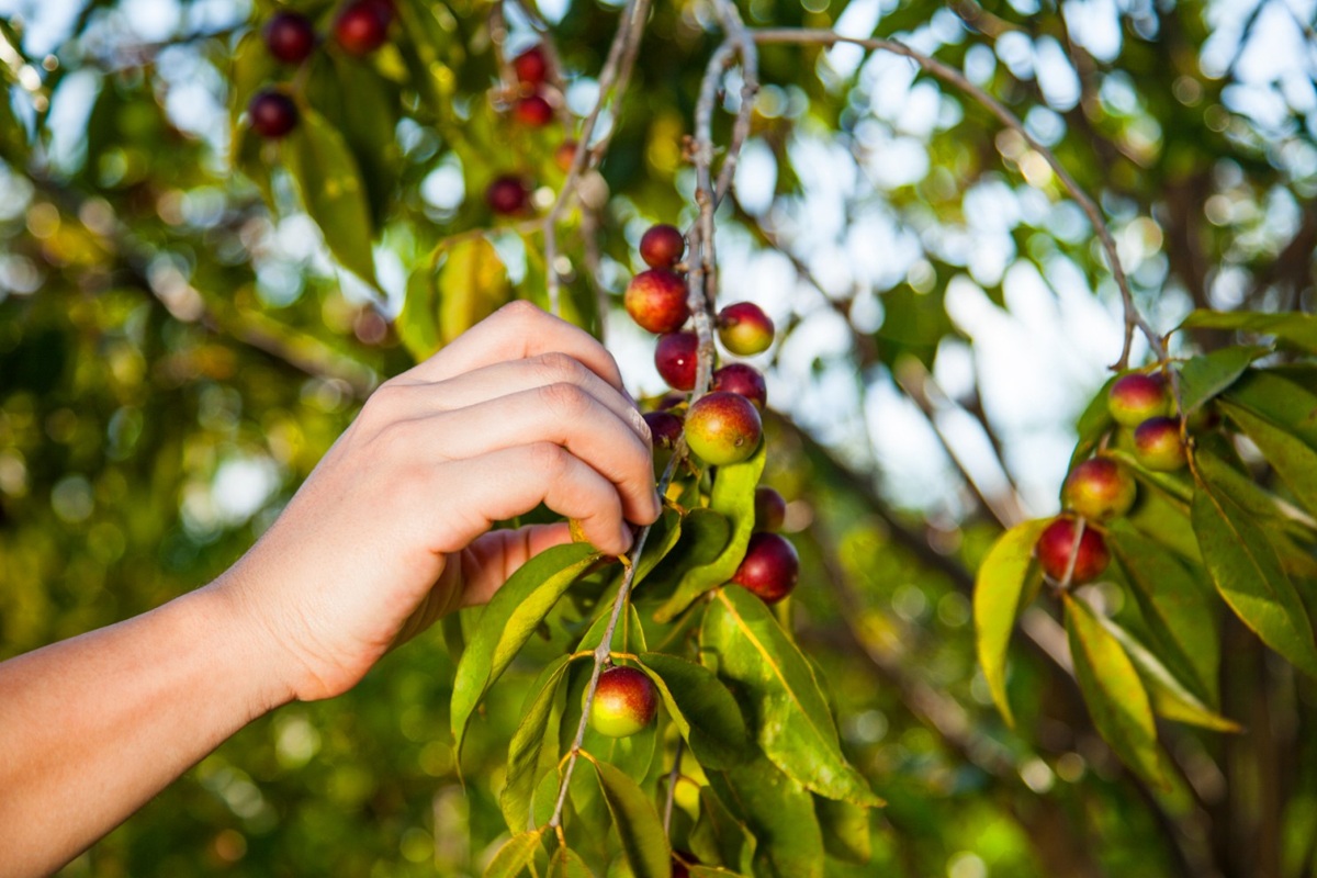 Camu camu peruano busca consolidar su liderazgo global con mayor valor agregado y enfoque en biocomercio 3 Camu camu peruano busca consolidar su liderazgo global con mayor valor agregado y enfoque en biocomercio