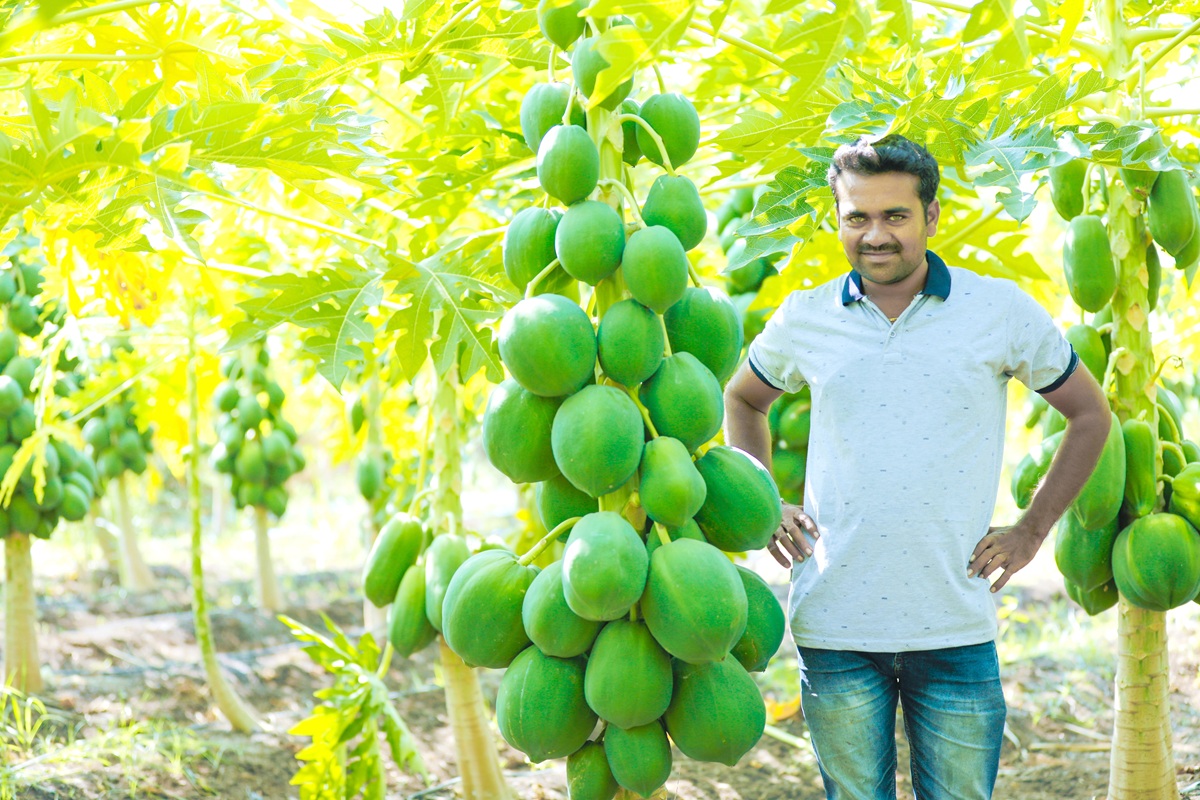 El comercio mundial de papaya acelera su crecimiento y apunta a un récord hacia 2035