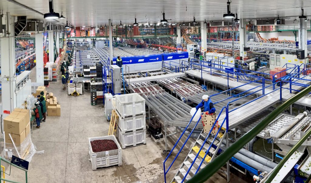 AgroFresh Chile: el valor de acompañar a la fruta desde la precosecha hasta el consumidor final