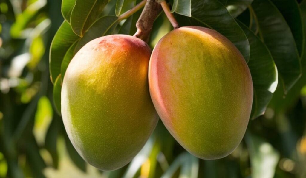 Las anomalías climáticas están redefiniendo las exportaciones mexicanas de mango