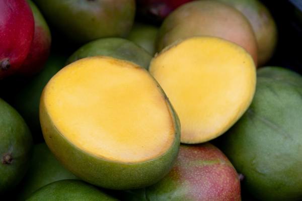 Las anomalías climáticas están redefiniendo las exportaciones mexicanas de mango
