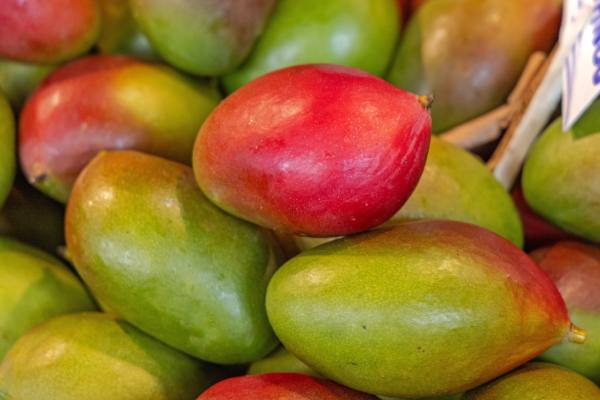 Las anomalías climáticas están redefiniendo las exportaciones mexicanas de mango