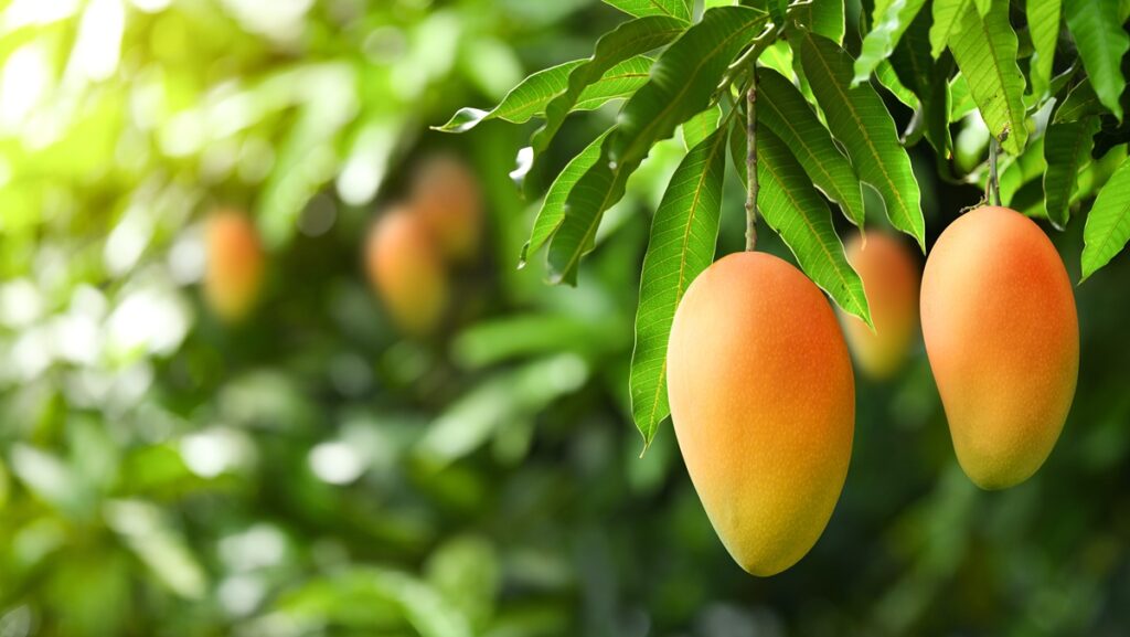 Mango: Jalisco impulsa un ambicioso plan para mejorar la sanidad del cultivo y reducir la mosca de la fruta