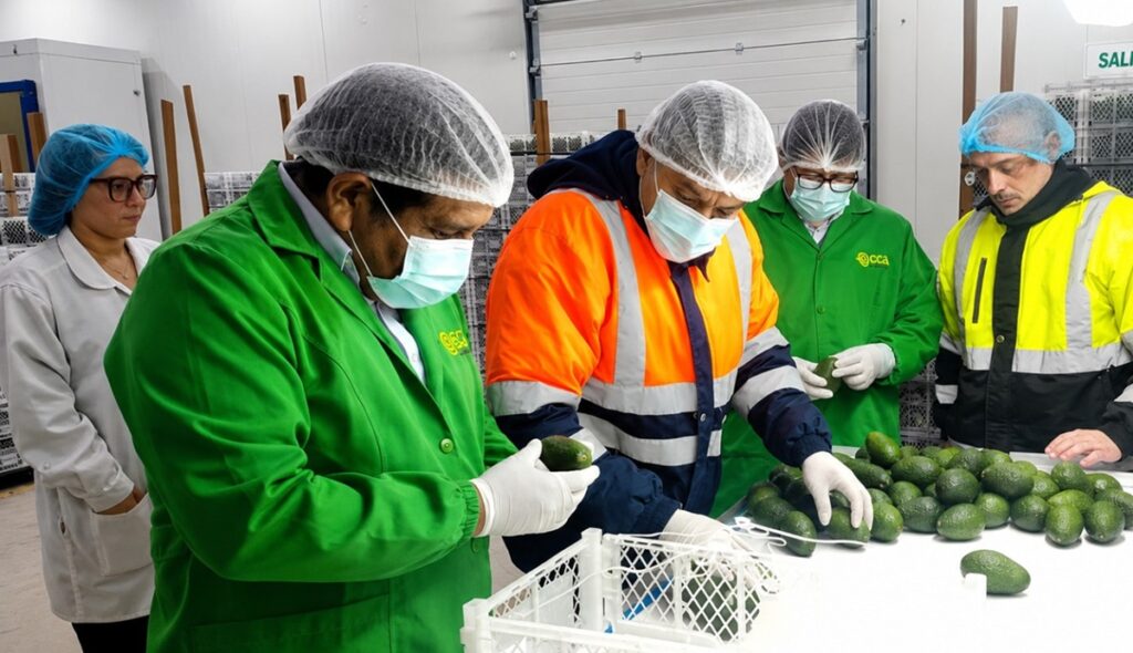 Pequeños productores de Tacna exportan 21.55 toneladas de palta Hass a Chile
