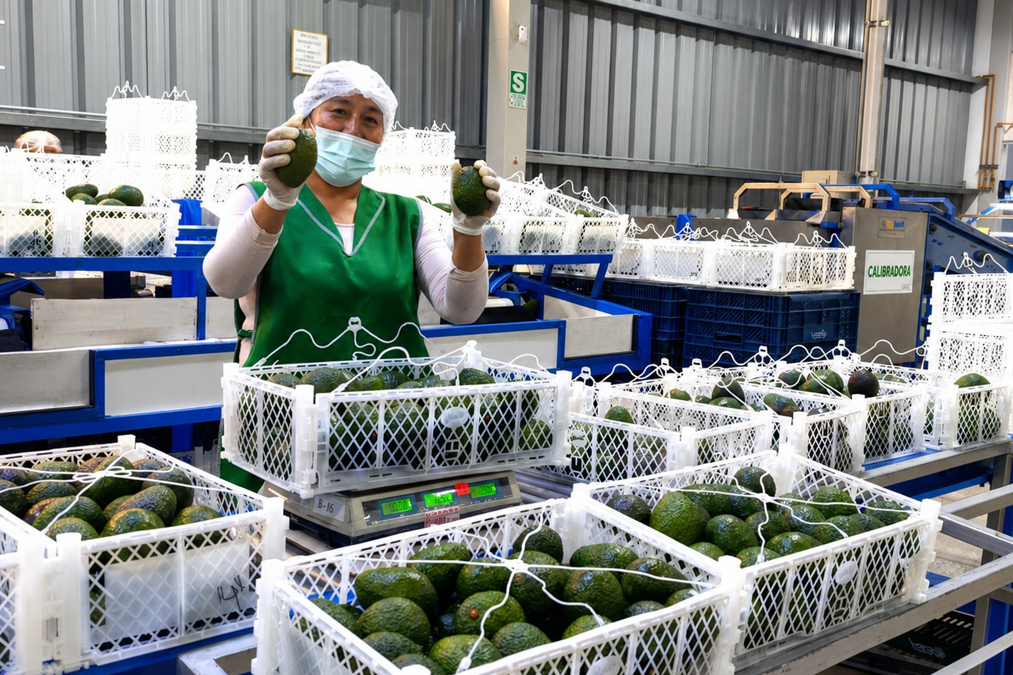 Pequeños productores de Tacna exportan 21.55 toneladas de palta Hass a Chile 2 Pequeños productores de Tacna exportan 21.55 toneladas de palta Hass a Chile