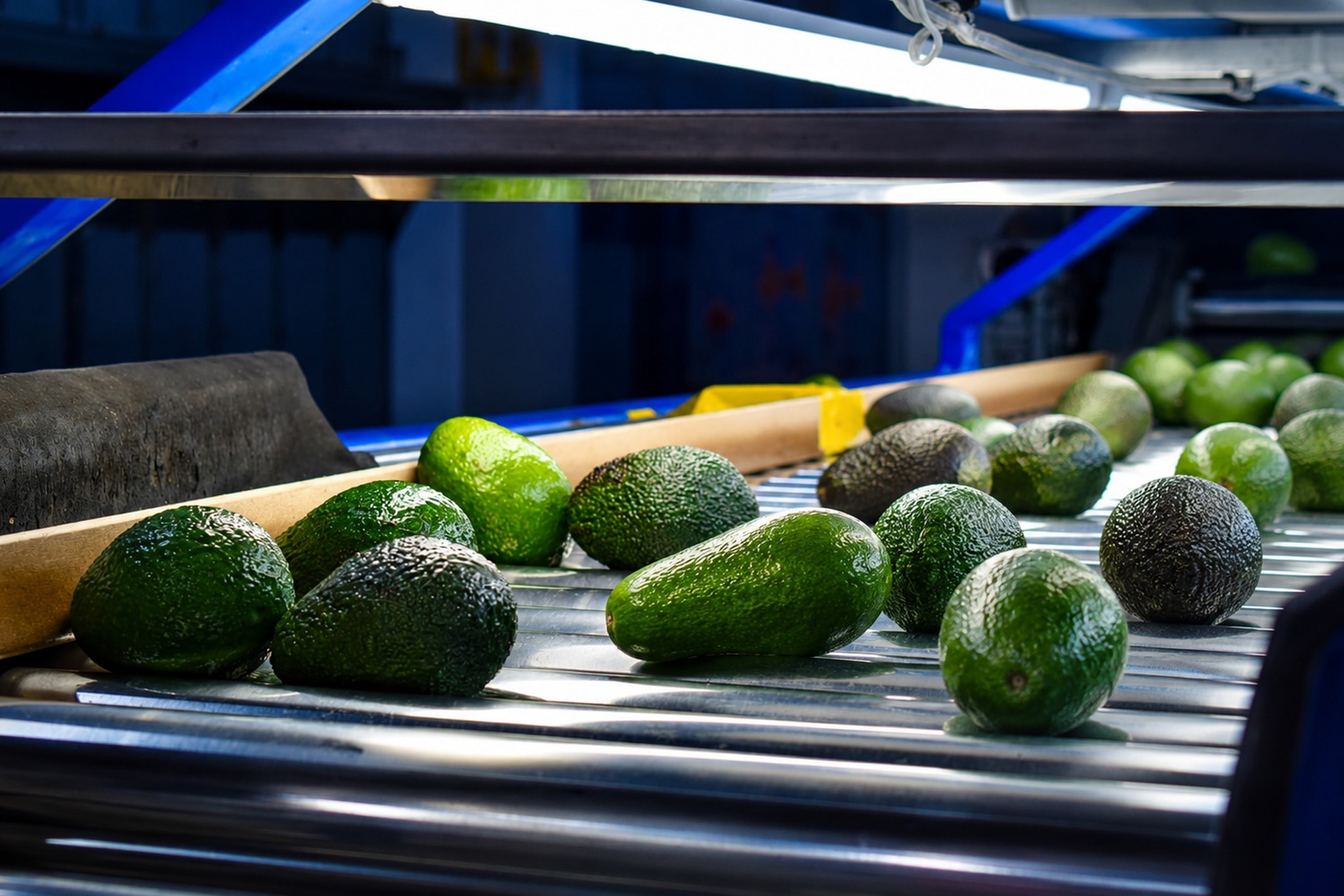 Pequeños productores de Tacna exportan 21.55 toneladas de palta Hass a Chile 3 Pequeños productores de Tacna exportan 21.55 toneladas de palta Hass a Chile