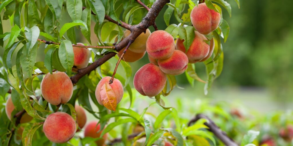 IMIDA desarrolla dos nuevas variedades de melocotón para fortalecer la competitividad del sector frutícola de Murcia