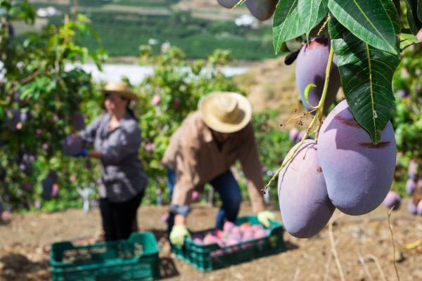 Las anomalías climáticas están redefiniendo las exportaciones mexicanas de mango