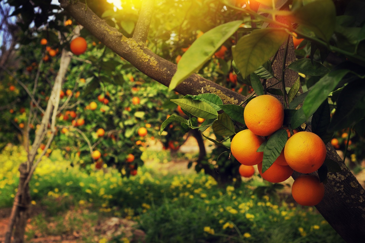 Producción de cítricos de Florida cierra la temporada 2025-2026 con mejores perspectivas, según el USDA 2 Producción de cítricos de Florida cierra la temporada 2025-2026 con mejores perspectivas, según el USDA