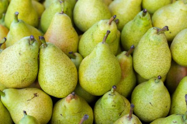 Los productores de peras de Oregón luchan por sobrevivir