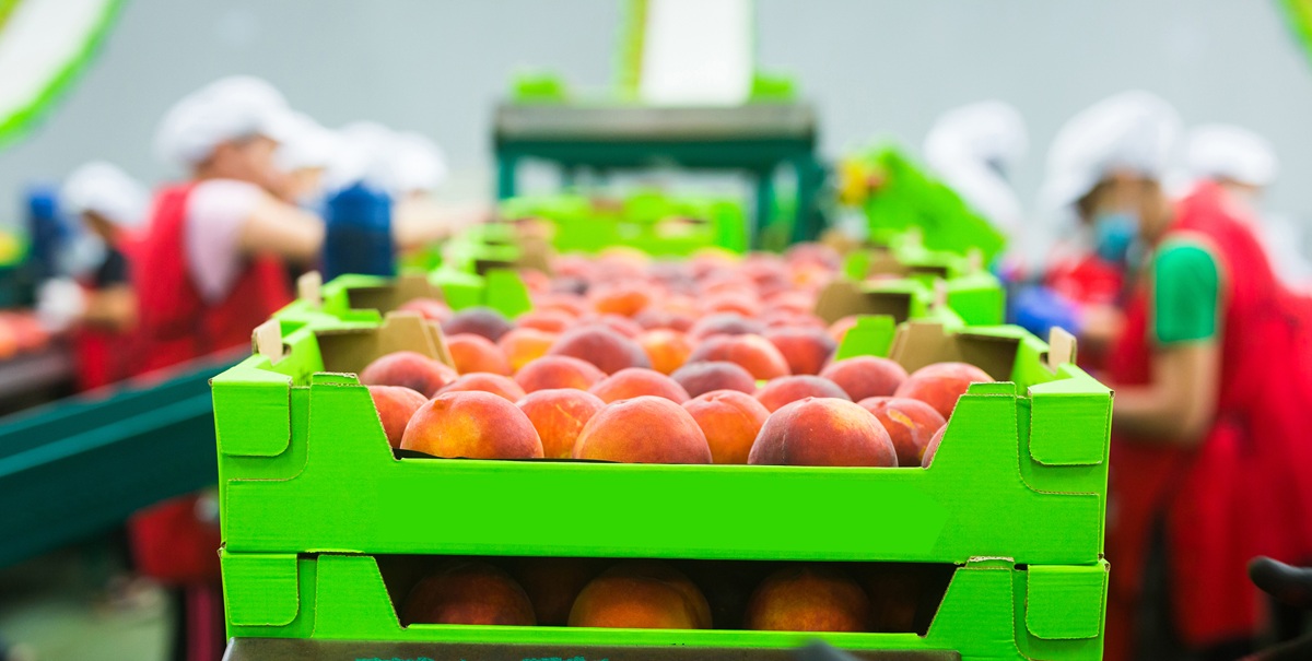 Diseño inteligente de empaques impulsa la eficiencia logística en la agroexportación