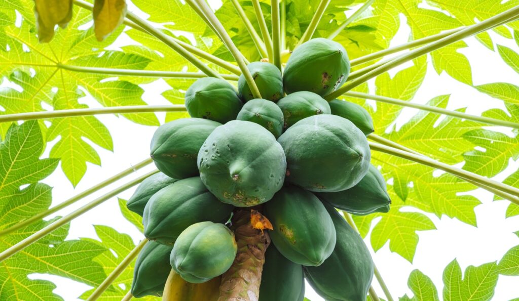 El comercio mundial de papaya acelera su crecimiento y apunta a un récord hacia 2035