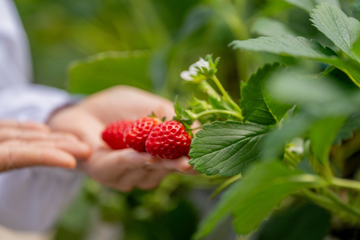 Comisión de Comercio Internacional de Estados Unidos respalda a productores de Florida en disputa antidumping por fresas mexicanas 2 Comisión de Comercio Internacional de Estados Unidos respalda a productores de Florida en disputa antidumping por fresas mexicanas
