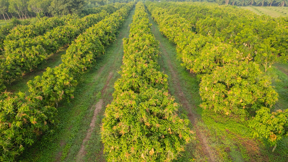 Jalisco impulsa un ambicioso plan para mejorar la sanidad del mango y reducir la mosca de la fruta