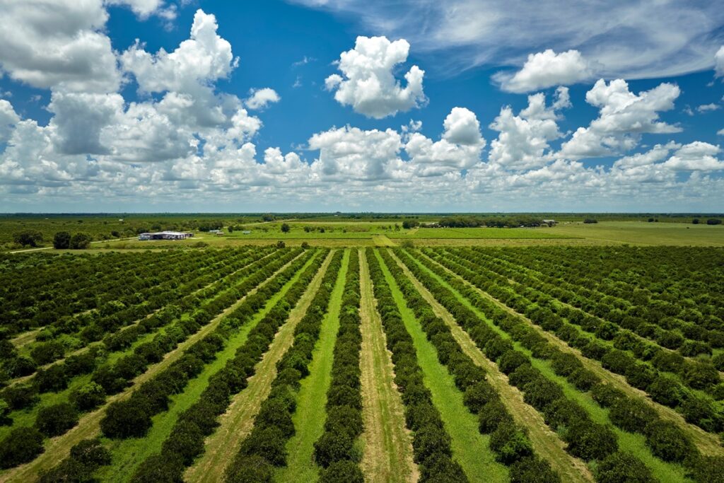 Producción de cítricos de Florida cierra la temporada 2025-2026 con mejores perspectivas, según el USDA