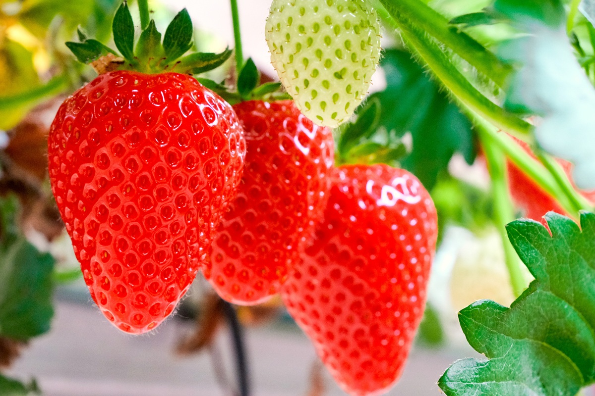 Comisión de Comercio Internacional de Estados Unidos respalda a productores de Florida en disputa antidumping por fresas mexicanas 3 Comisión de Comercio Internacional de Estados Unidos respalda a productores de Florida en disputa antidumping por fresas mexicanas