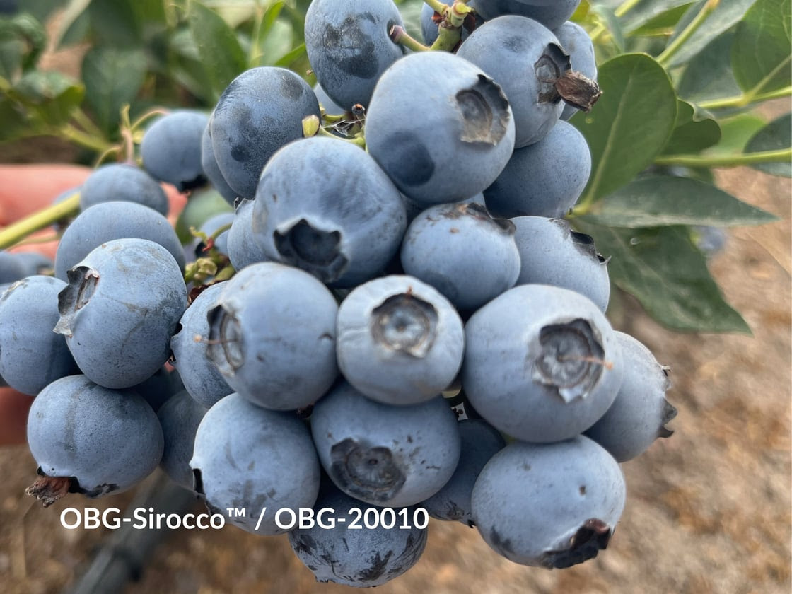 Global Plant Genetics lanza cuatro nuevas variedades de arándanos de Oregón para impulsar la producción en mercados internacionales