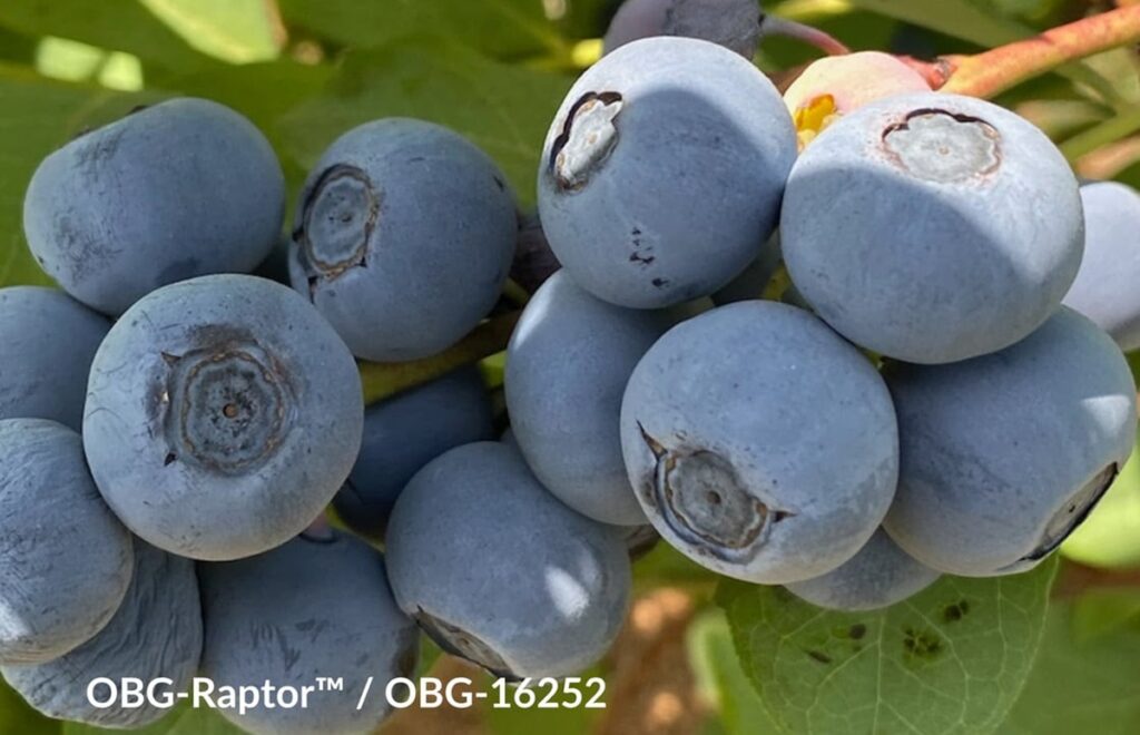 Global Plant Genetics lanza cuatro nuevas variedades de arándanos de Oregón para impulsar la producción en mercados internacionales