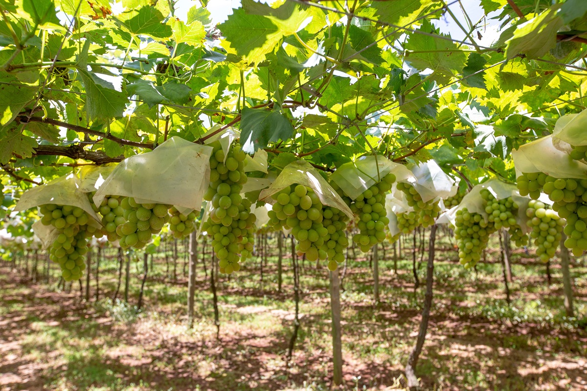 Arancel de Estados Unidos eleva al 35% la tasa para las uvas brasileñas y genera preocupación en el sector exportador