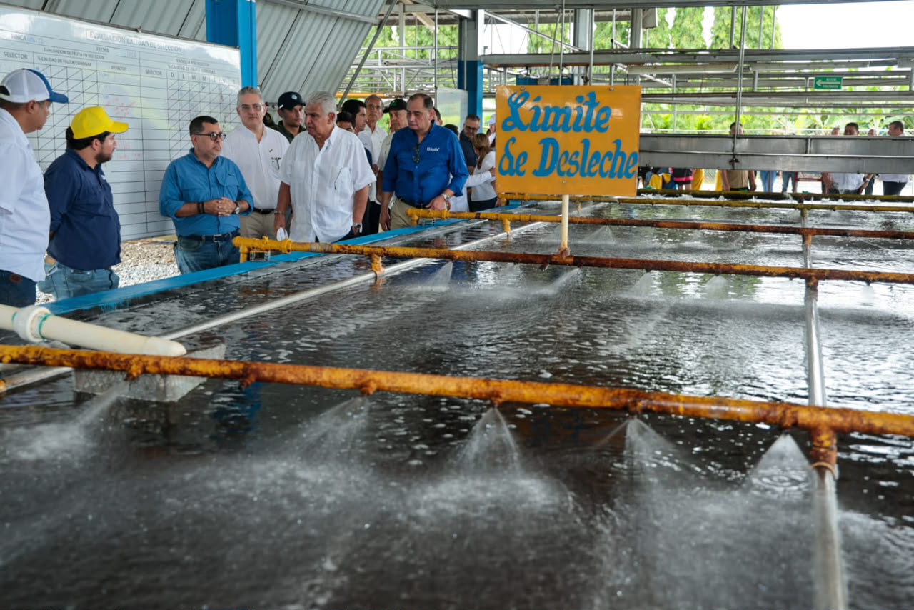 Chiquita proyecta exportar 11 millones de cajas de banano tras reactivación en Panamá 2 Chiquita proyecta exportar 11 millones de cajas de banano tras reactivación en Panamá