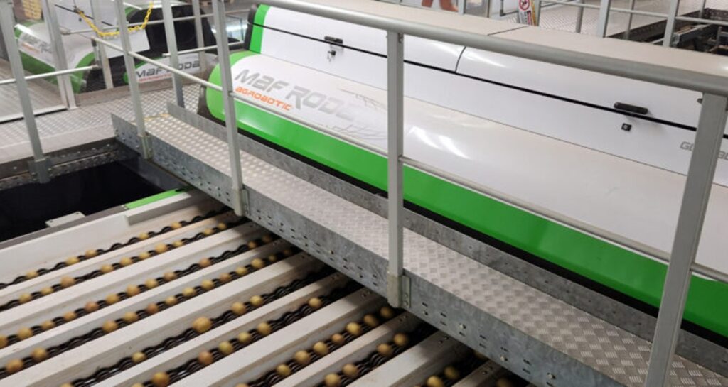 La automatización es un factor clave en la poscosecha del kiwi