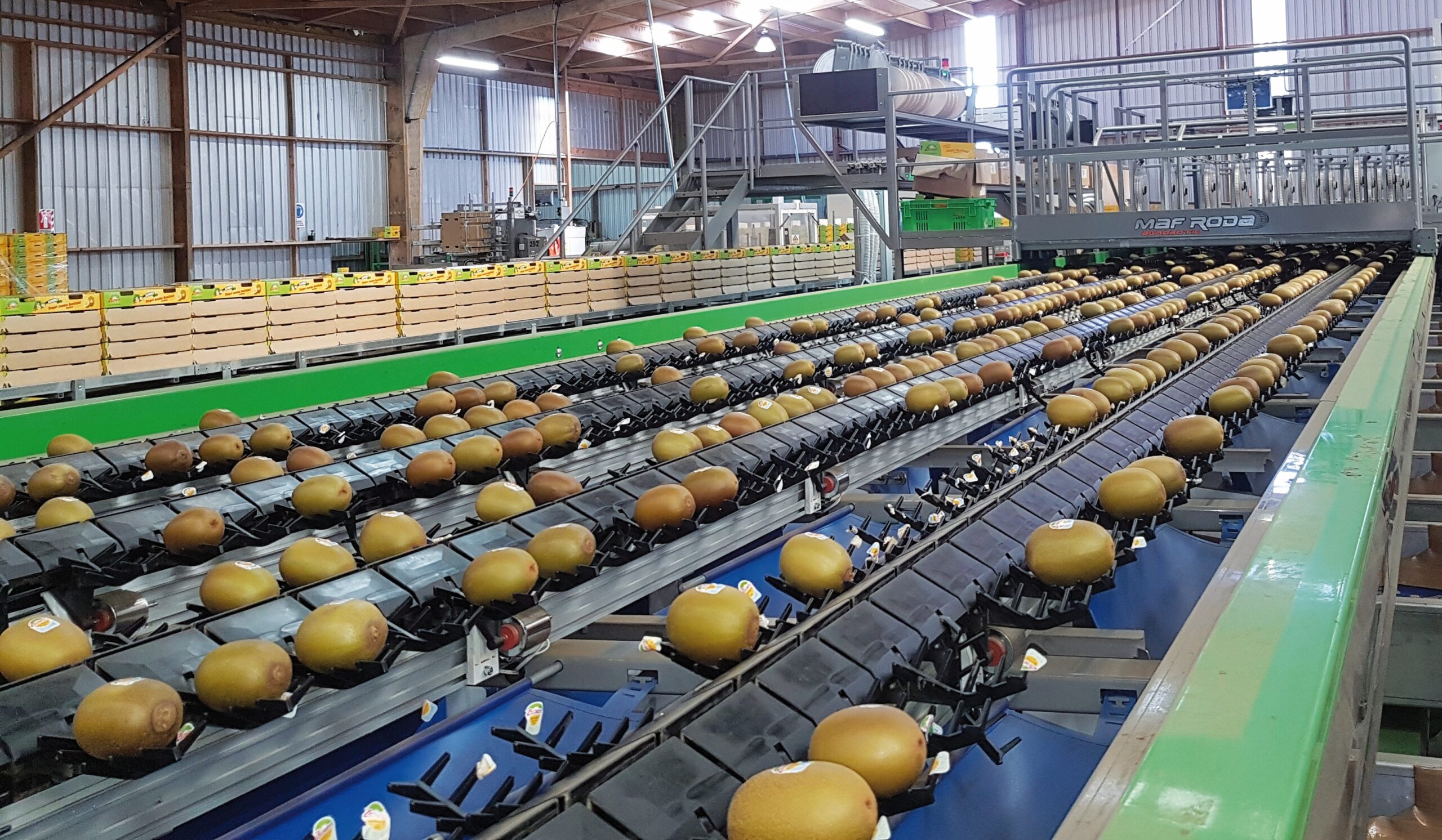 La automatización es un factor clave en la poscosecha del kiwi 2 Automatización en postcosecha de kiwis - MAF RODA