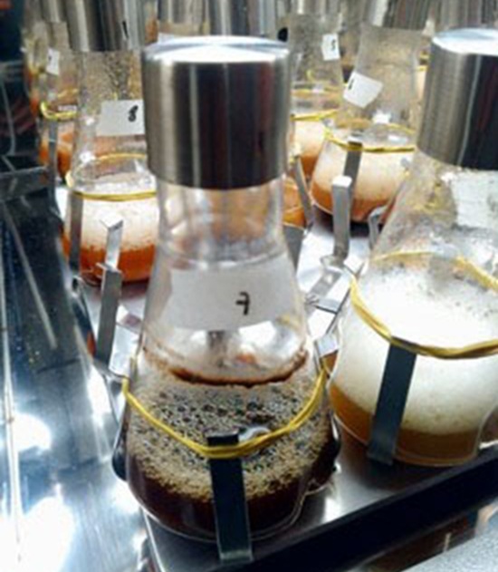 Embrapa desarrolla alternativa biológica para combatir la pudrición gris en frutas
