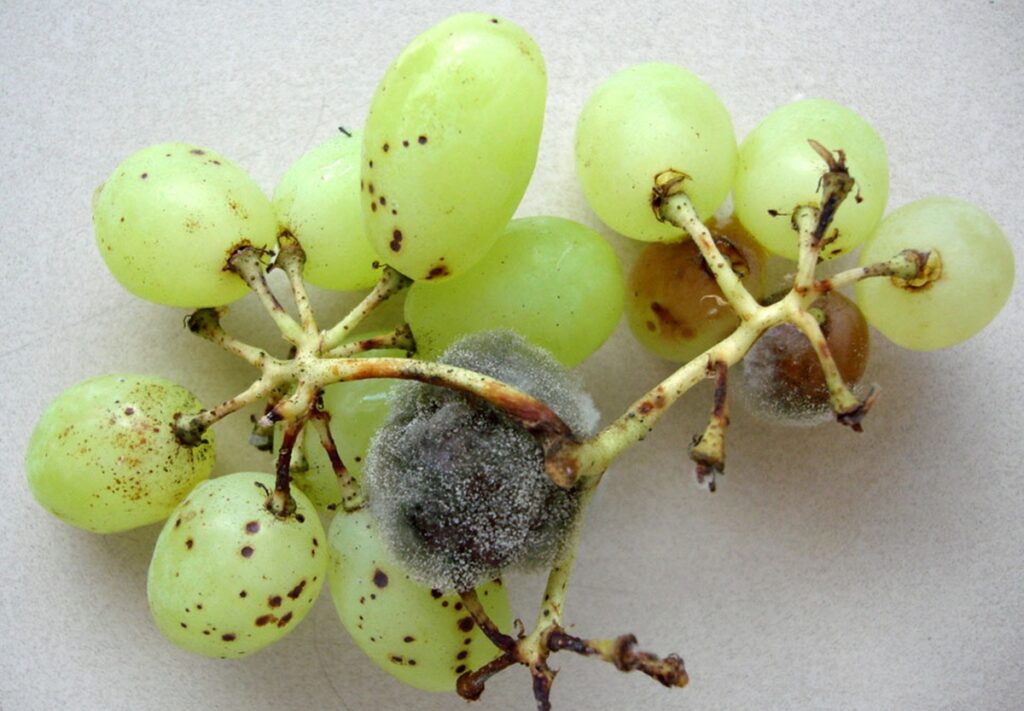 Embrapa desarrolla alternativa biológica para combatir la pudrición gris en frutas