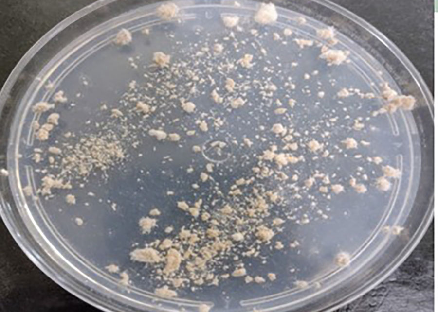 Embrapa desarrolla alternativa biológica para combatir la pudrición gris en frutas