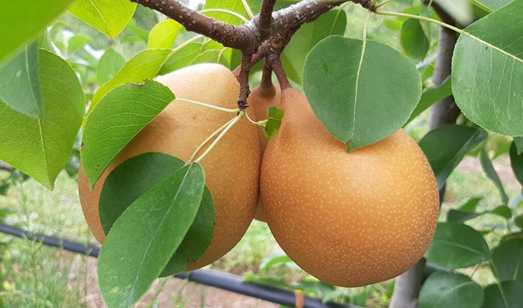 Brasil desarrolla variedad de pera con potencial productivo de hasta 30 toneladas por hectárea