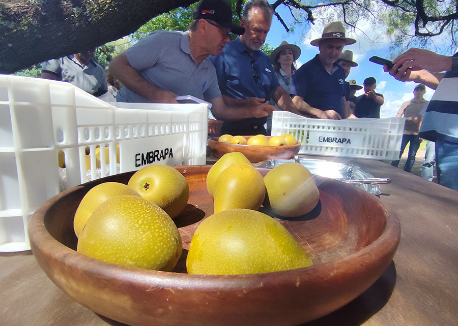 Brasil desarrolla variedad de pera con potencial productivo de hasta 30 toneladas por hectárea 3 Brasil desarrolla variedad de pera con potencial productivo de hasta 30 toneladas por hectárea