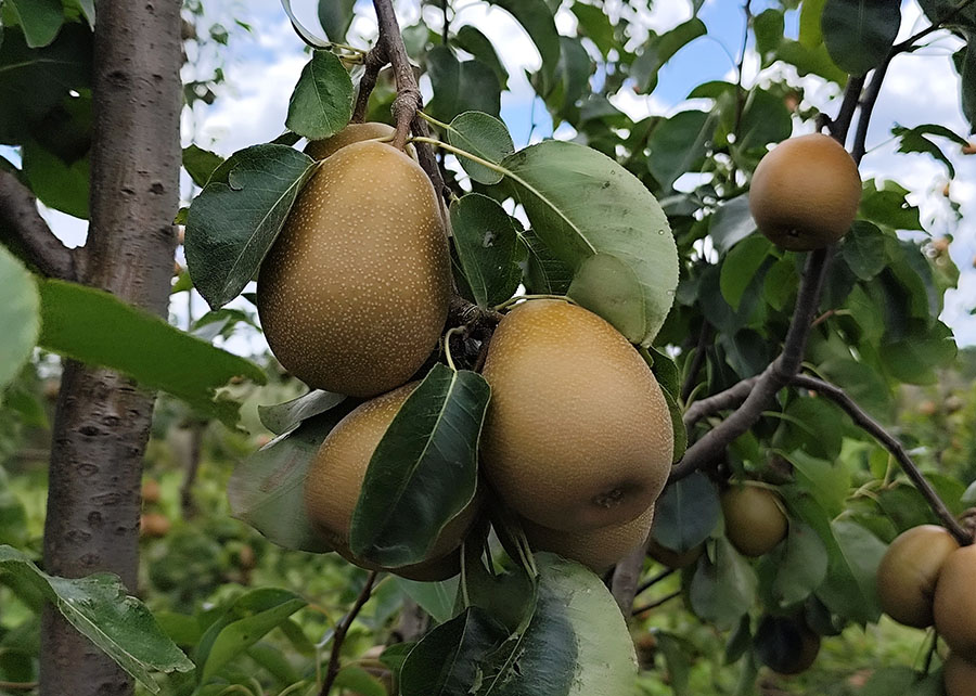 Brasil desarrolla variedad de pera con potencial productivo de hasta 30 toneladas por hectárea 6 Brasil desarrolla variedad de pera con potencial productivo de hasta 30 toneladas por hectárea