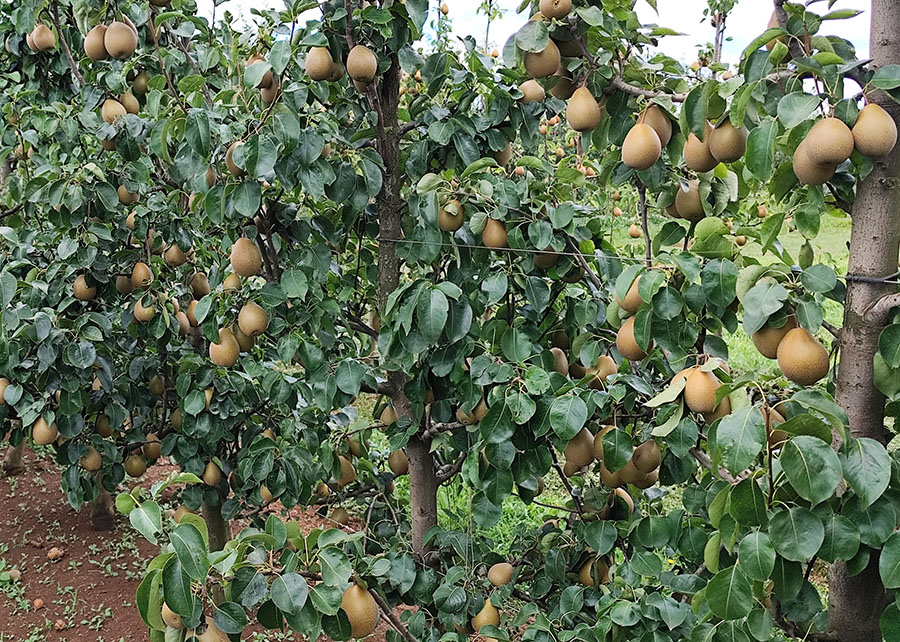 Brasil desarrolla variedad de pera con potencial productivo de hasta 30 toneladas por hectárea 2 Brasil desarrolla variedad de pera con potencial productivo de hasta 30 toneladas por hectárea