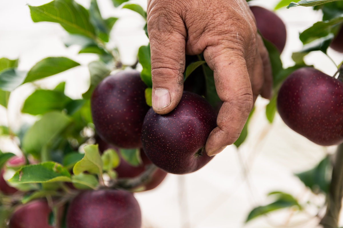 Manzana Bravo refuerza su protección con programa científico de verificación de origen en Australia 2 Manzana Bravo refuerza su protección con programa científico de verificación de origen en Australia
