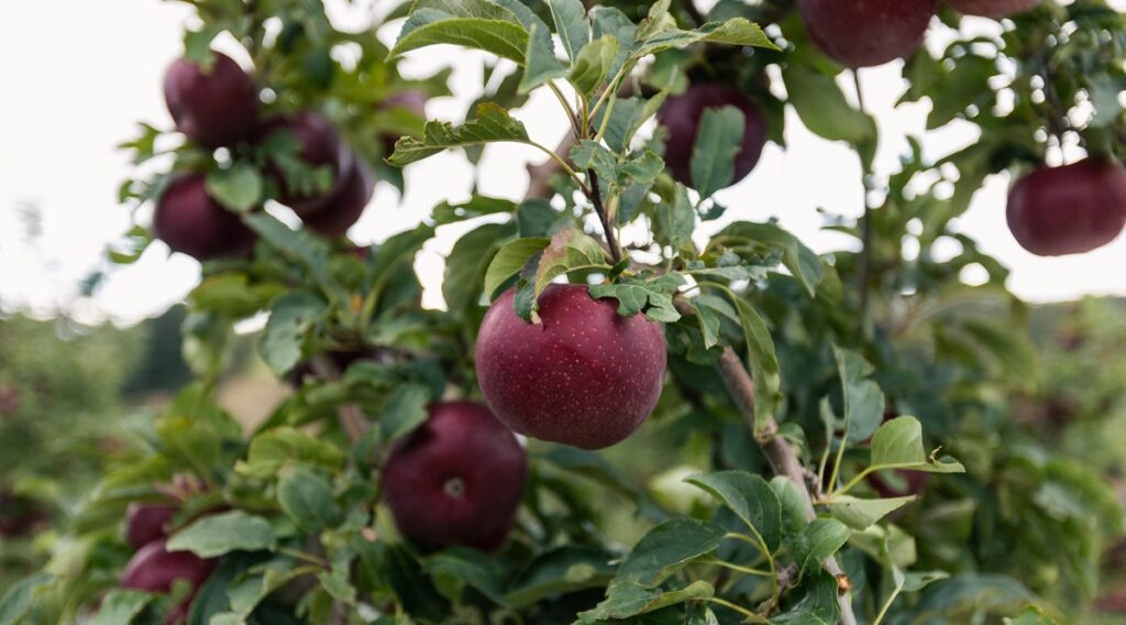 Manzana Bravo refuerza su protección con programa científico de verificación de origen en Australia