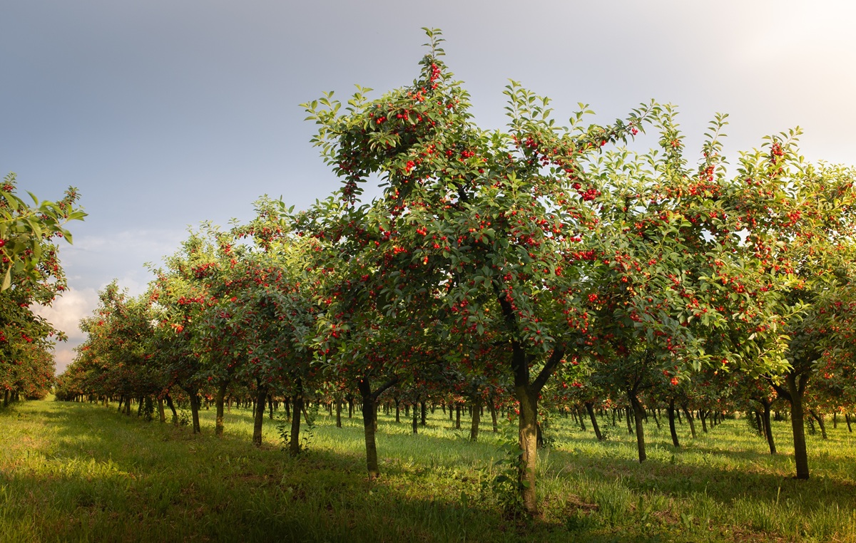 Primavera cálida y lluviosa desafiará a huertos de cerezos: INIA entrega recomendaciones 3 Primavera cálida y lluviosa desafiará a huertos de cerezos: INIA entrega recomendaciones