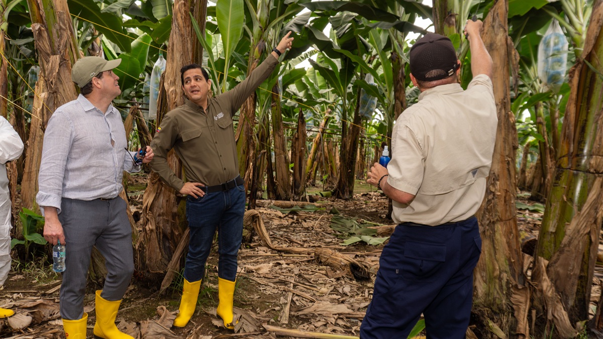 FMI constata en Ecuador el rol estratégico del sector bananero para la economía y la estabilidad social 2 FMI constata en Ecuador el rol estratégico del sector bananero para la economía y la estabilidad social