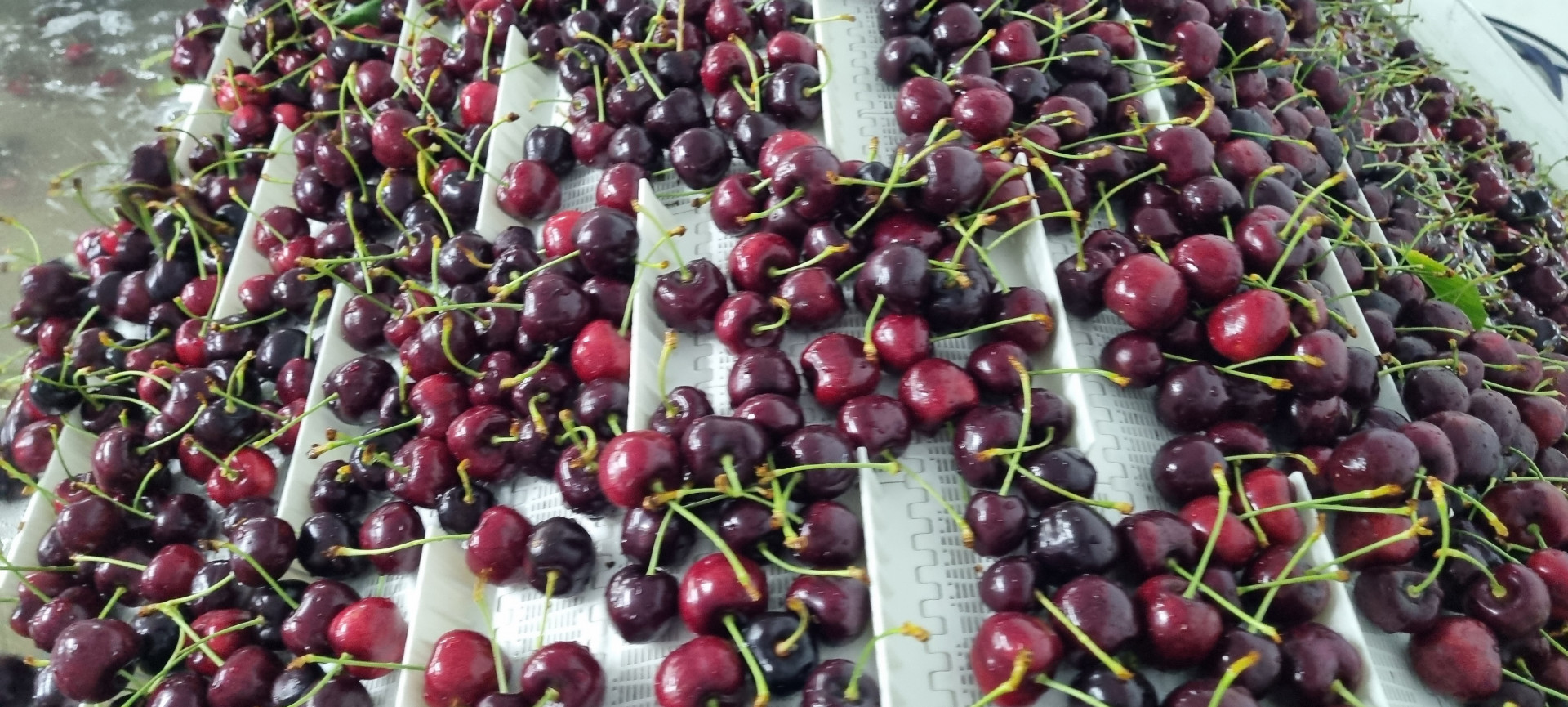 Argentina: la cereza de Los Antiguos avanza hacia su primera exportación con Denominación de Origen 2 Argentina la cereza de Los Antiguos avanza hacia su primera exportación con Denominación de Origen
