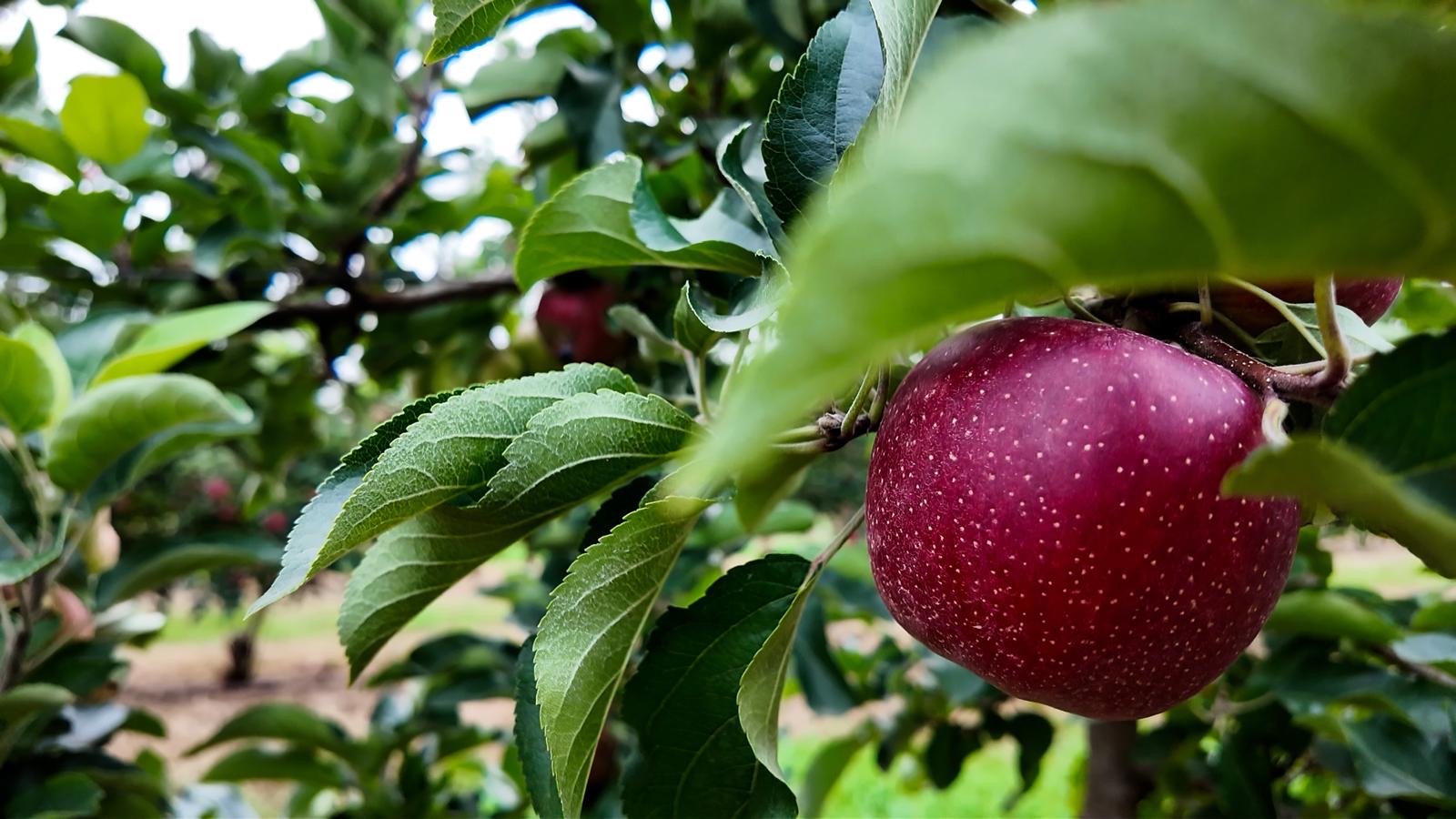 Manzana Bravo refuerza su protección con programa científico de verificación de origen en Australia 5 Manzana Bravo refuerza su protección con programa científico de verificación de origen en Australia
