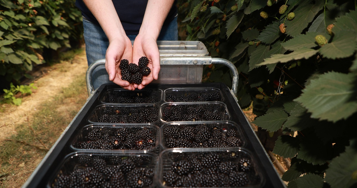 Moras británicas sorprenden por su dulzor tras un verano récord de calor 5 Moras británicas sorprenden por su dulzor tras un verano récord de calor