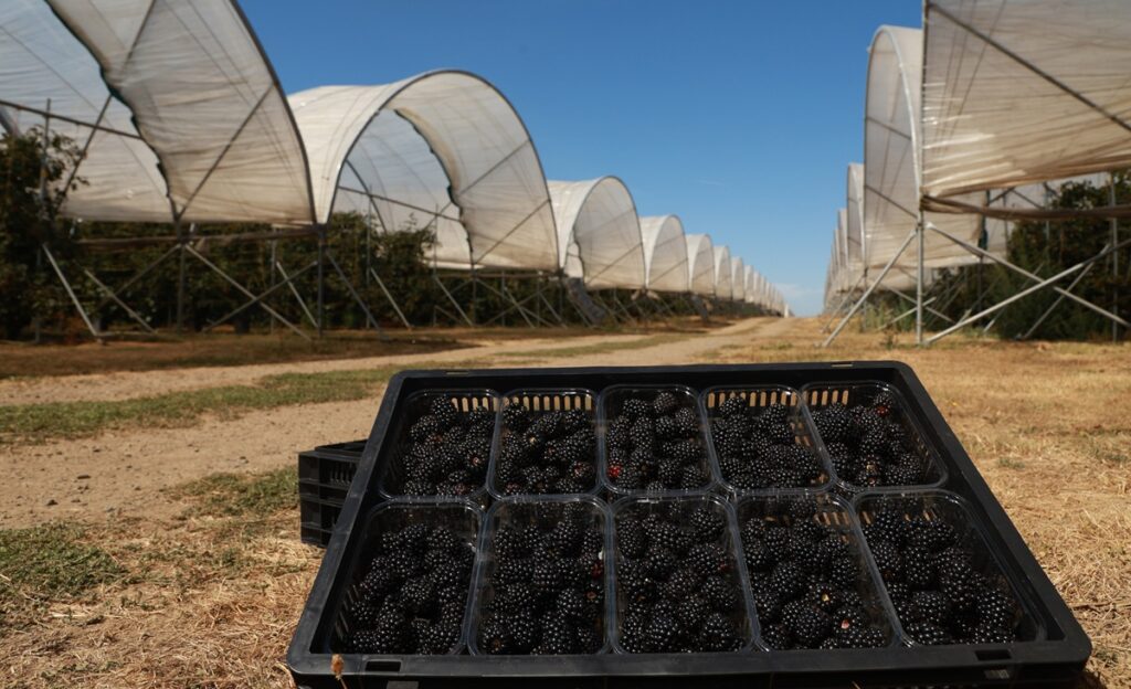 Moras británicas sorprenden por su dulzor tras un verano récord de calor