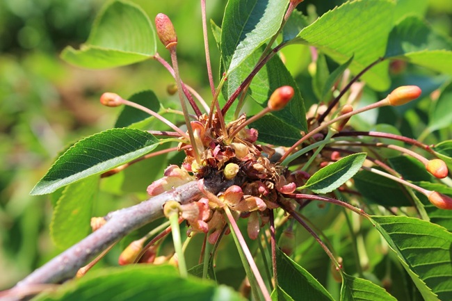 Primavera cálida y lluviosa desafiará a huertos de cerezos: INIA entrega recomendaciones 2 Primavera cálida y lluviosa desafiará a huertos de cerezos: INIA entrega recomendaciones