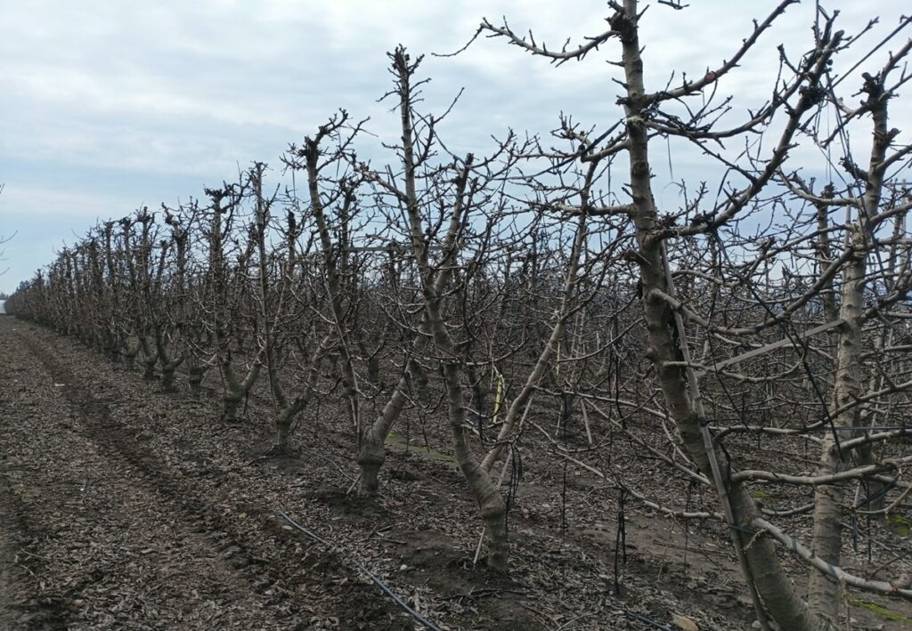 Primavera cálida y lluviosa desafiará a huertos de cerezos: INIA entrega recomendaciones