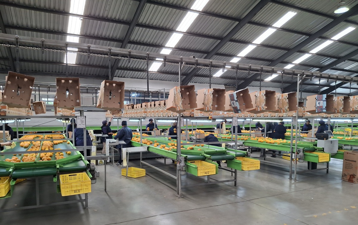 Ajustan nuevamente las exportaciones de cítricos de Sudáfrica por desafíos de la temporada 2026 2 Exportaciones de cítricos de Sudáfrica bajan por desafíos de la temporada 2026