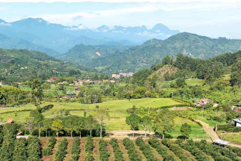 Industria colombiana del aguacate prácticamente sin impactos negativos tras terremoto