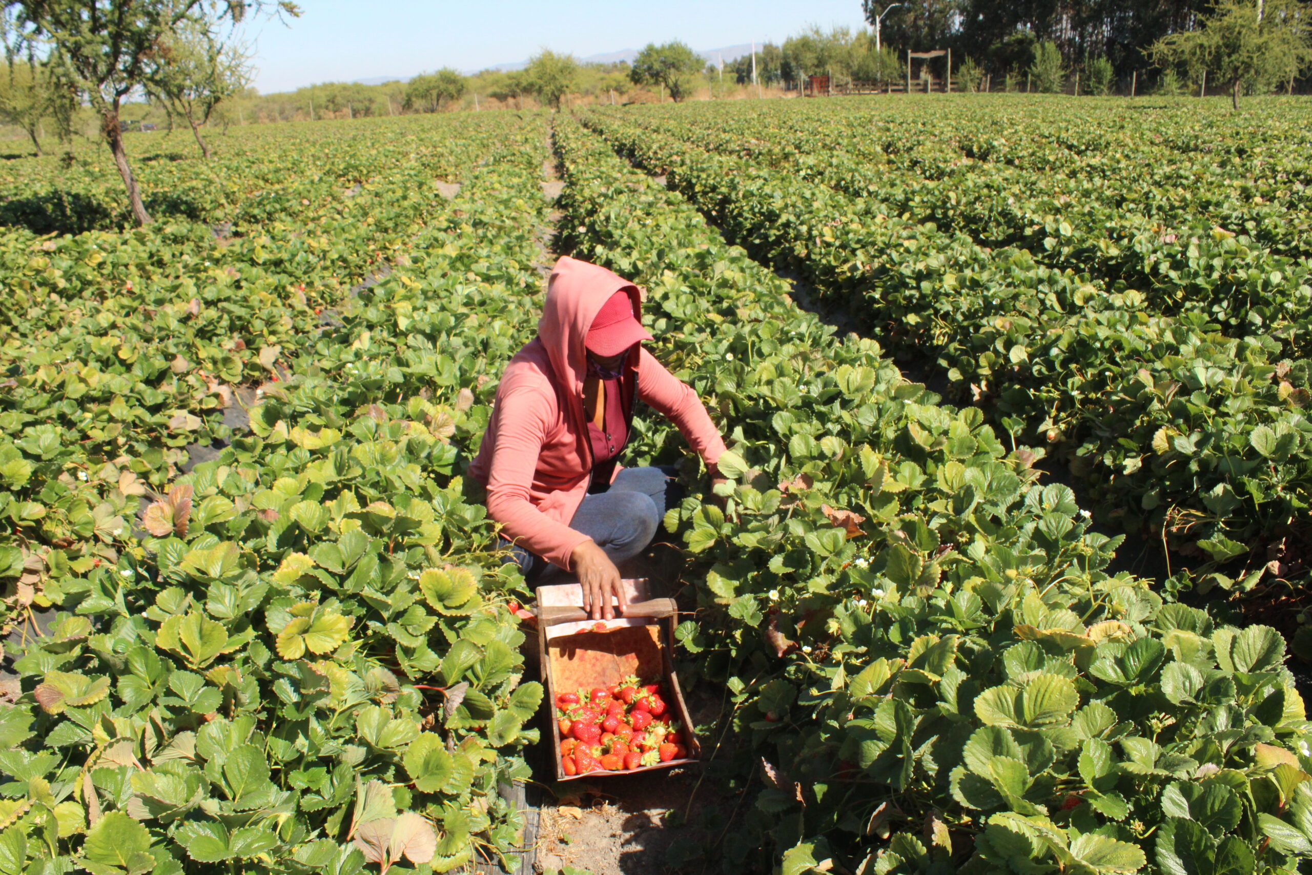 La tecnología biológica que promete revolucionar la postcosecha de la frutilla en Chile 3 Ensayos del sistema biológico en plantaciones de frutilla.