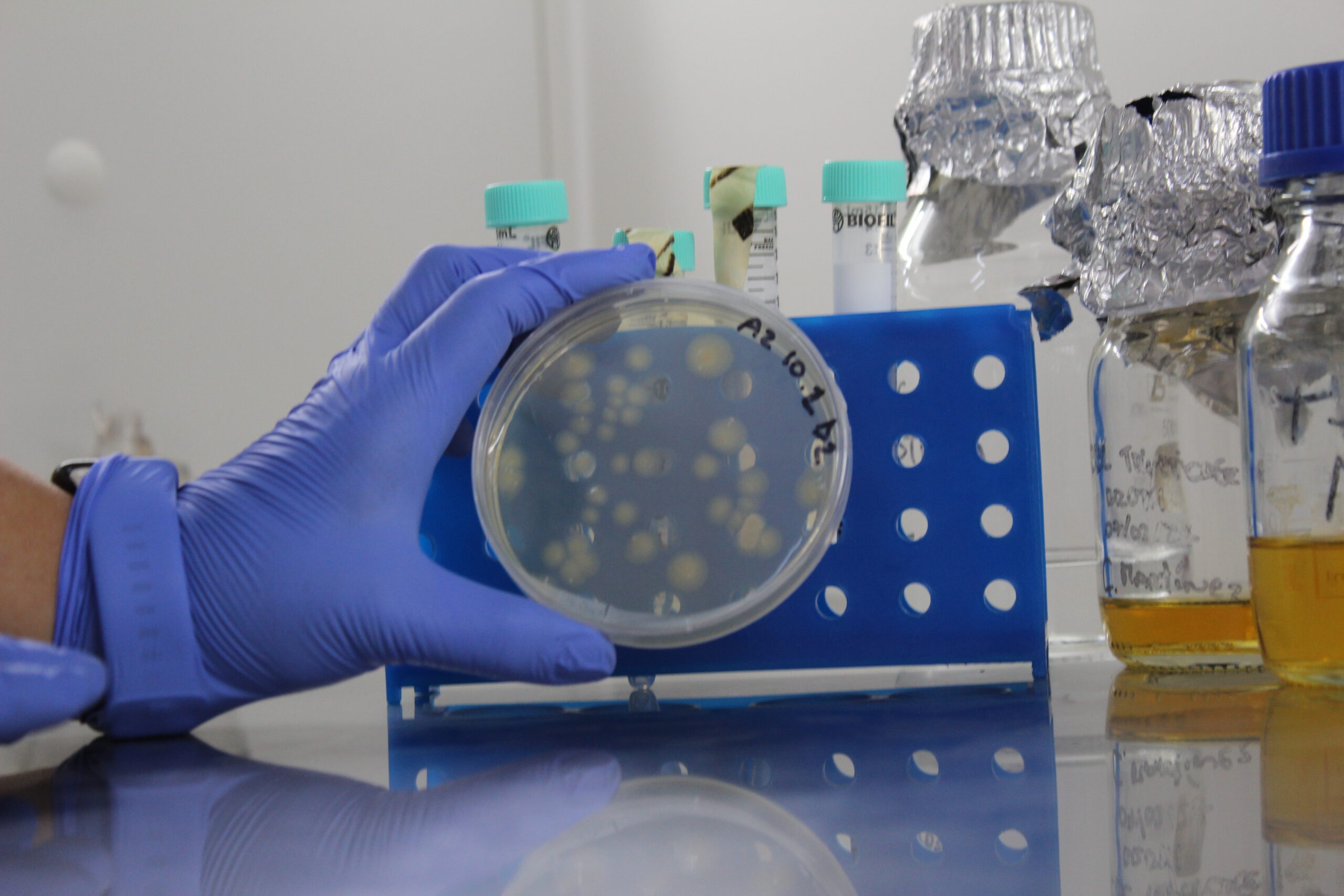 La tecnología biológica que promete revolucionar la postcosecha de la frutilla en Chile 2 Investigación en frutillas en Chile