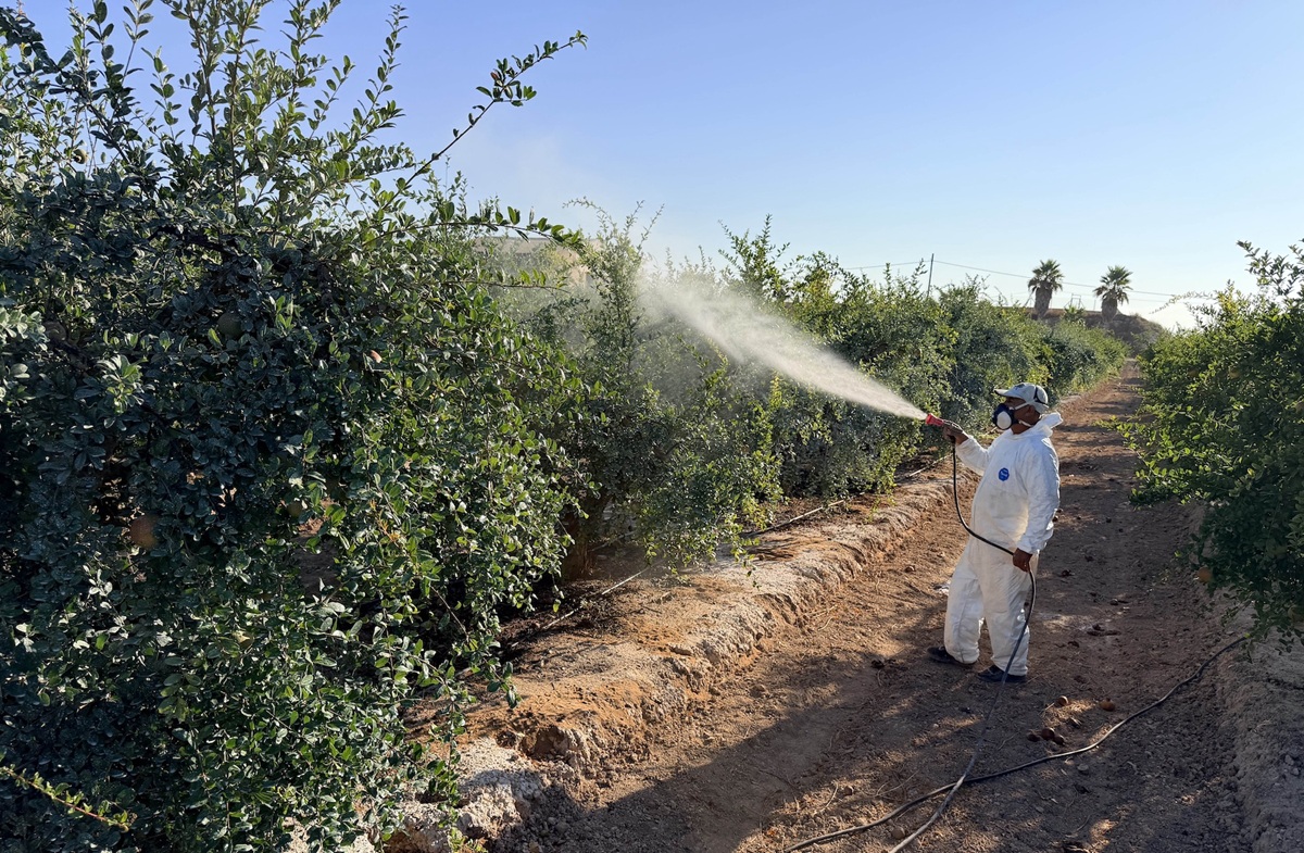 Proyecto en España evalúa mallas, sensores y tratamientos sostenibles para proteger la granada mollar de Elche del cambio climático
